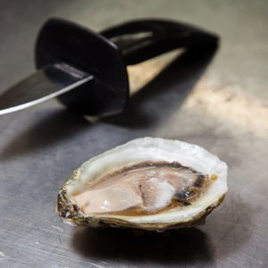 AUSTRALIA - Premium oyster region moves to keep POMS at bay