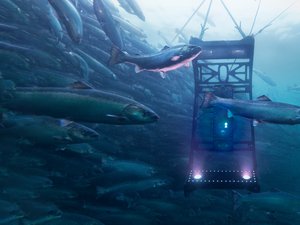 Aqua-Technology_Falcon_Underwater_HI