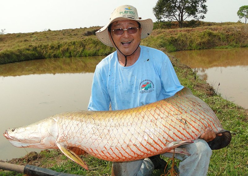 Arapaima