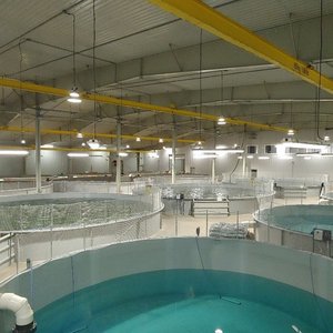 Cooke subsidiary acquires AquaBounty Canada Inc. on PEI