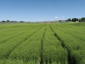 Credit_Yield10 Bioscience Camelina containing the omega-3 EPA trait growing at acre scale in spring 2023