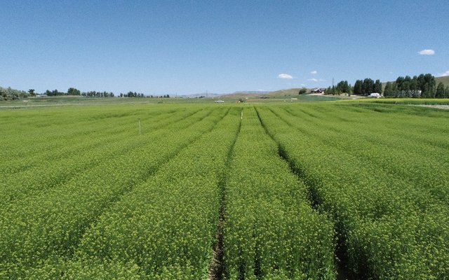 Credit_Yield10 Bioscience Camelina containing the omega-3 EPA trait growing at acre scale in spring 2023