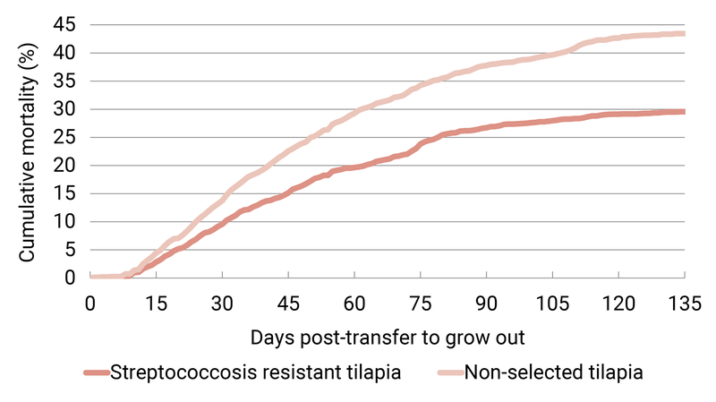 Field trial streptococcosis cumulative mortality Malaysia