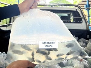 Nanobubble-Vaccine