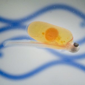 Rainbow trout hatched