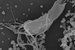 Spironucleus_salm_SEM_redigert-1