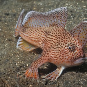 Spotted-handfish_Rick-Stuart-Smith