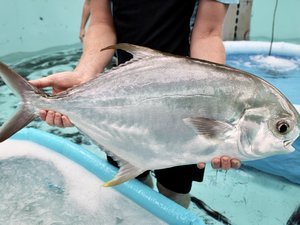 The-Pompano-is-suitable-for-Australian-aquaculture