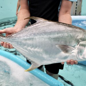 The-Pompano-is-suitable-for-Australian-aquaculture