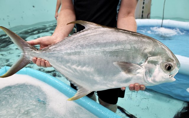 The-Pompano-is-suitable-for-Australian-aquaculture