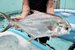 The-Pompano-is-suitable-for-Australian-aquaculture