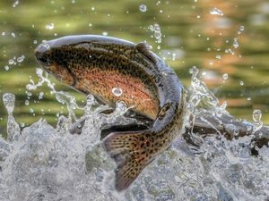 aller-aqua-organic-feed-photo-trout