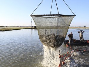 catfish_FEATURED