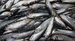 close-up-of-pile-of-herring-freshly-landed