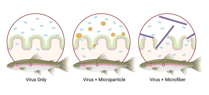 epithelium