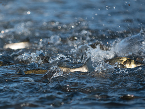 header_course_1380x895_1259id2262051