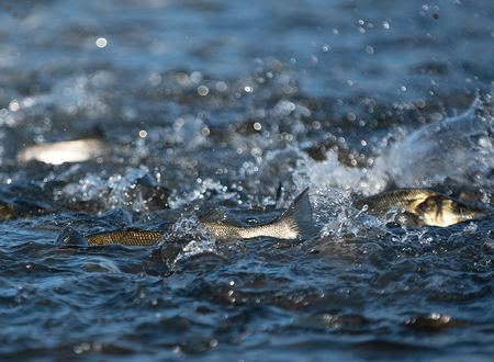 header_course_1380x895_1259id2262051