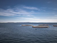 Scottish salmon industry contributes $859 million to the countrys economy in 2021