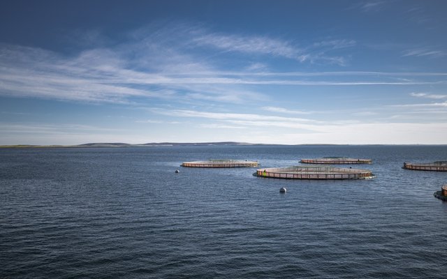 Scottish salmon industry contributes $859 million to the countrys economy in 2021