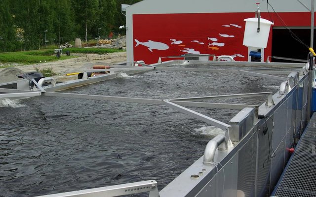 New concept to boost RAS fish farming