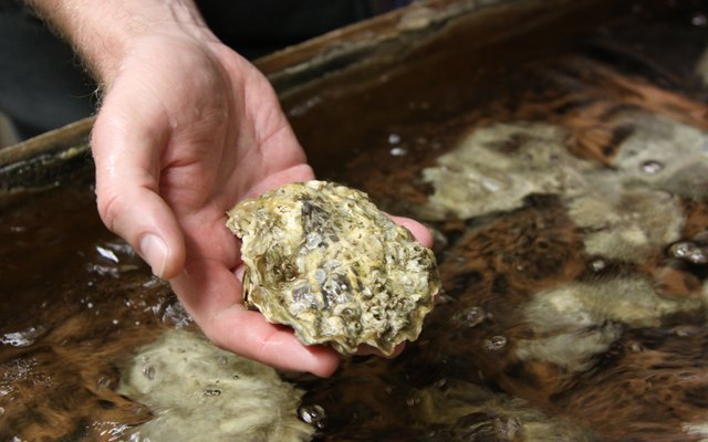 Probiotics improve oyster larval survival