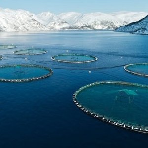 Norway proposes 40% resource tax on aquaculture operations