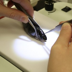 otolith dissection