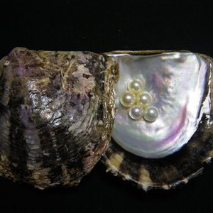 pearl_oyster_2