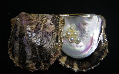 pearl_oyster_2