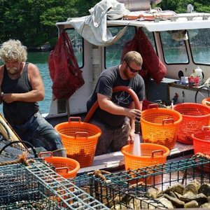 photo-harvesting-oysters-grown-in-damariscotta-rive_original