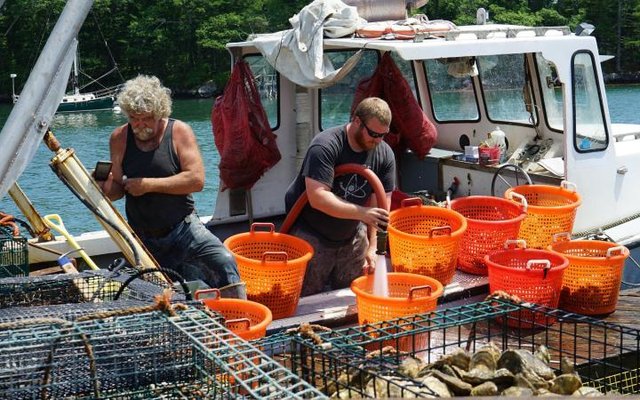 photo-harvesting-oysters-grown-in-damariscotta-rive_original