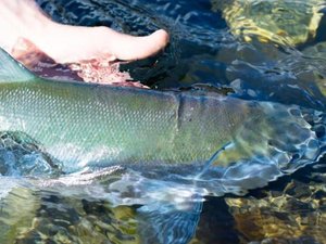 salmon-on-the-buskin-river-usfws