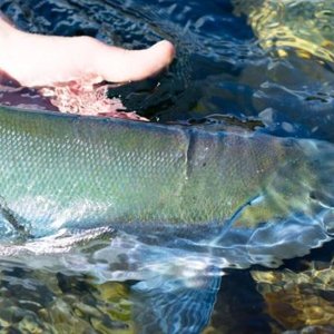 salmon-on-the-buskin-river-usfws