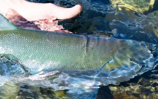 salmon-on-the-buskin-river-usfws