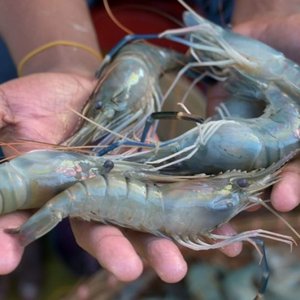 shrimp1-1024x550