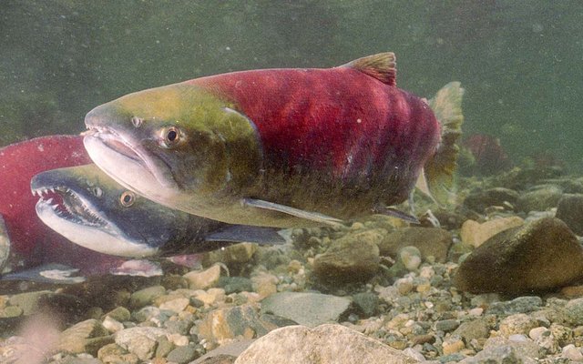sockeye_salmon_claiming_her_nesting_area_credit_fisheries_and_oceans_canada